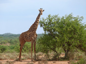 Similar image 8276725