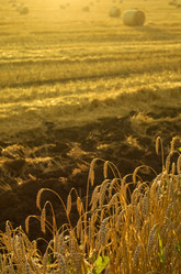 Similar image 8276817