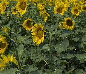 Similar image 8277427