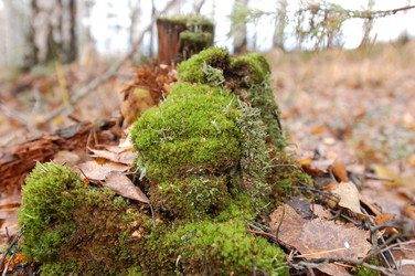 Similar image 8277450