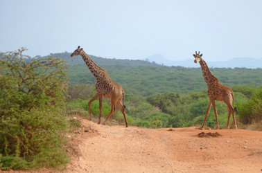 Similar image 8277699