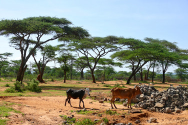 Similar image 8278624