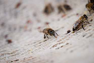 Similar image 8279006