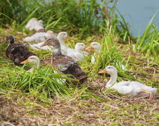 Similar image 8290988