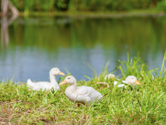 Similar image 8290993