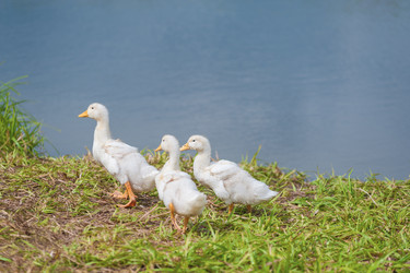 Similar image 8290994