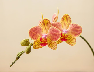 Similar image 8293293