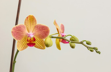 Similar image 8293311