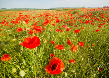 Similar image 8293505