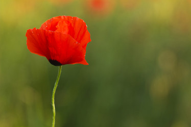 Similar image 8293508