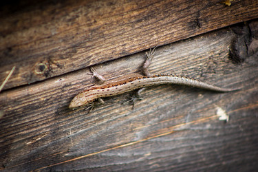 Similar image 8295495