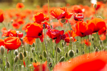 Similar image 8295503