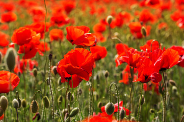 Similar image 8295504