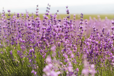 Similar image 8295644