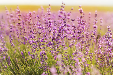 Similar image 8295645