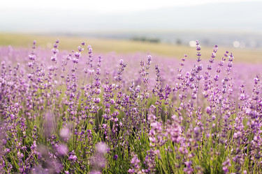 Similar image 8295646