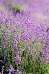 Similar image 8295652