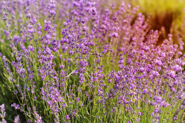 Similar image 8295653