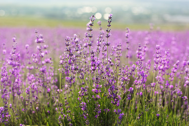 Similar image 8295657