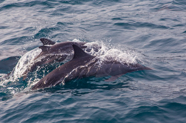 Similar image 8297132