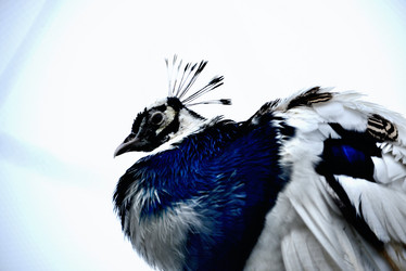 Similar image 8300044