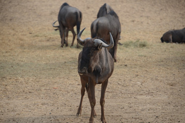 Similar image 8307205