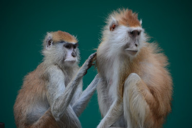 Similar image 8307231