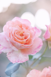 Similar image 8308430