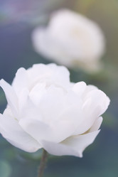 Similar image 8308456