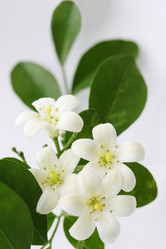 Similar image 8308475