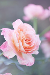 Similar image 8308683