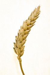 Similar image 8309444