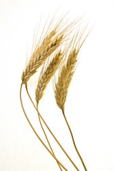 Similar image 8309458