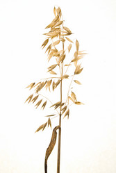 Similar image 8309464