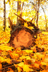 Similar image 8310007