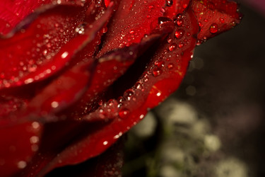 Similar image 8311206