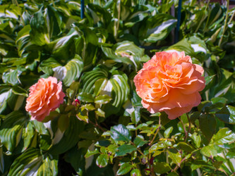 Similar image 8316399