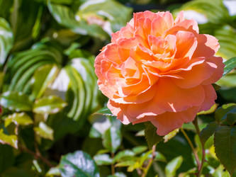 Similar image 8316400