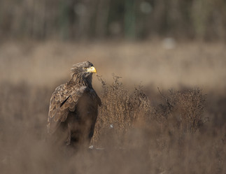 Similar image 8320719