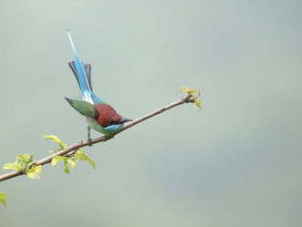 Similar image 8320720