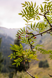 Similar image 8346520