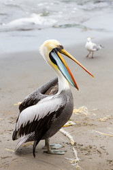 Similar image 8350563