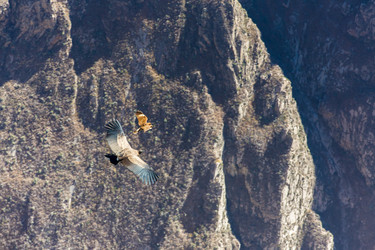 Similar image 8351200