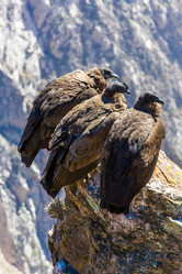 Similar image 8351203