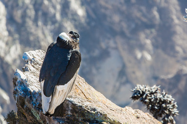 Similar image 8351225