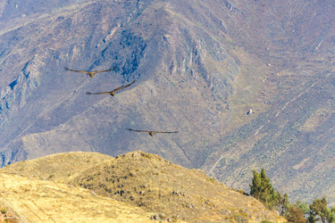 Similar image 8351294