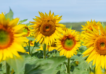 Similar image 8351812