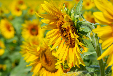 Similar image 8351813