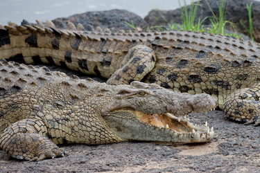 Similar image 8353345