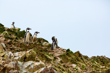 Similar image 8354265